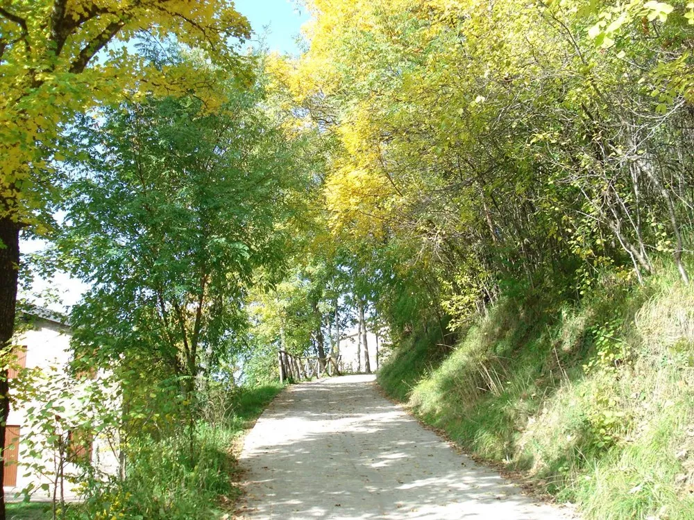 Brandola