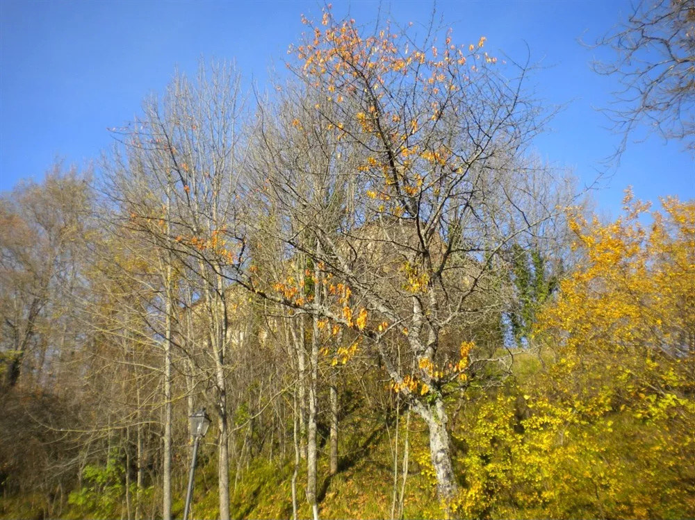 Brandola