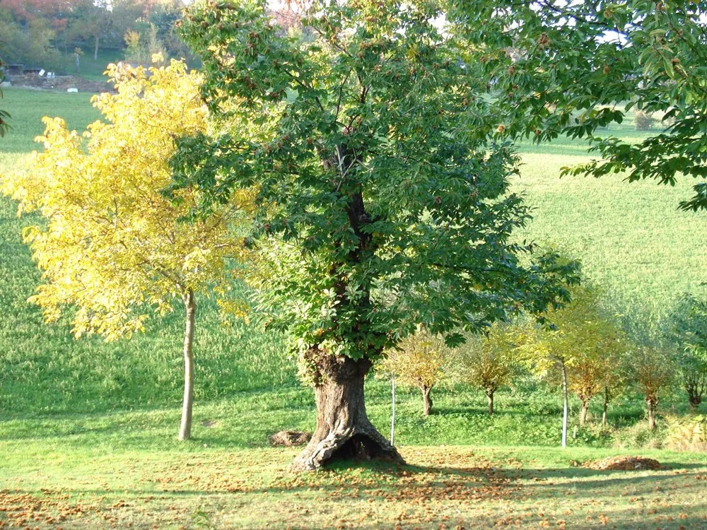 Natura