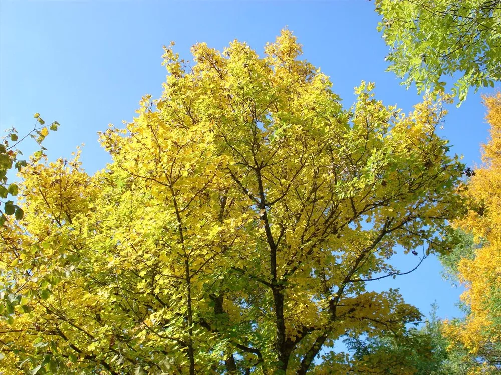 Natura