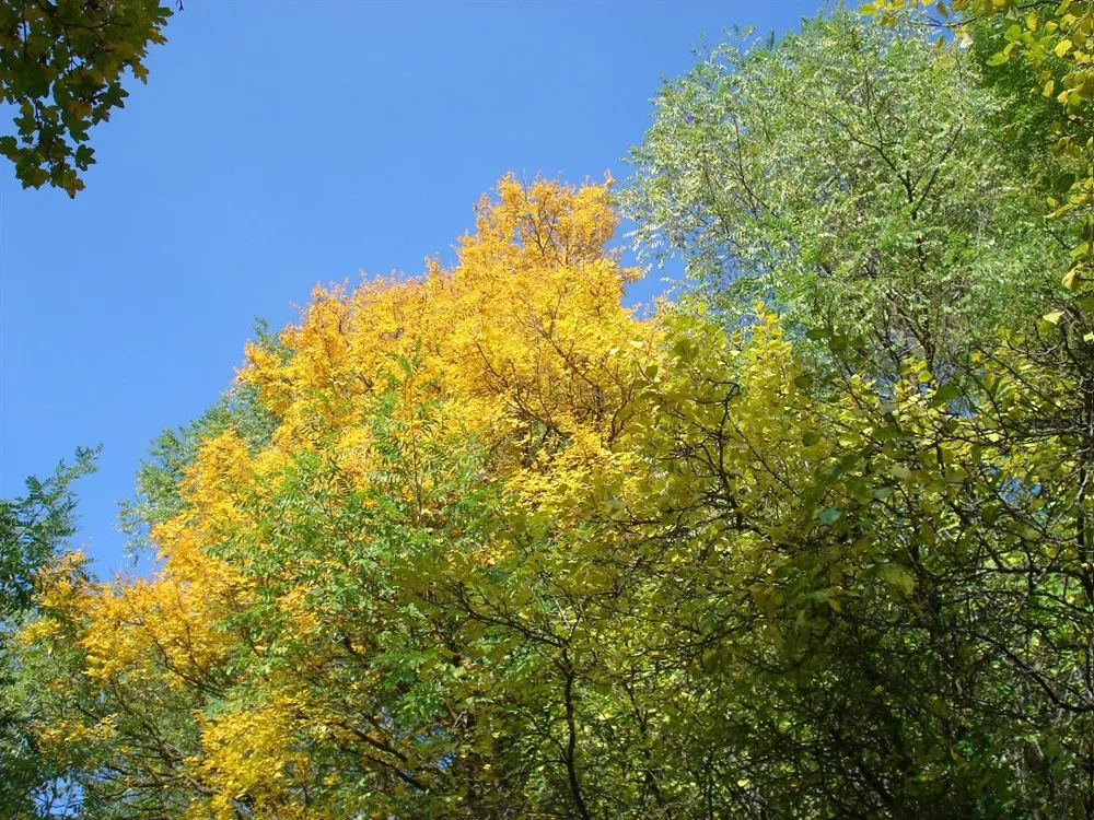 Natura