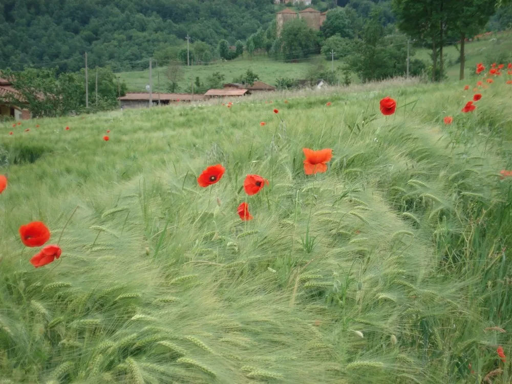 Natura