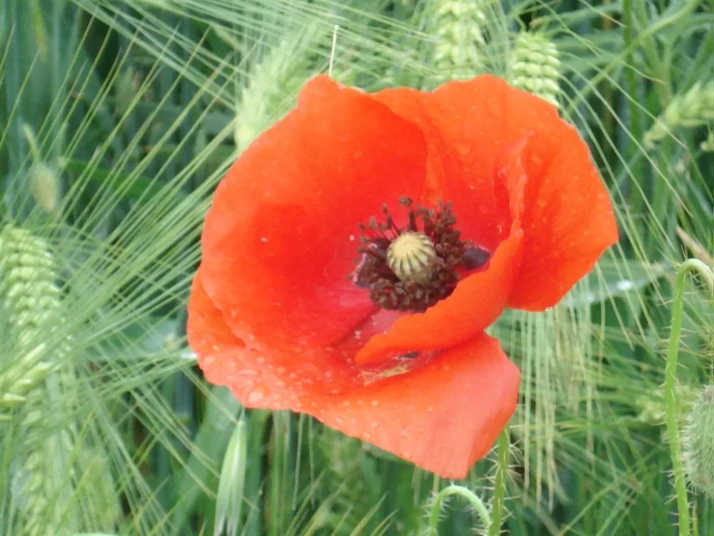 Natura