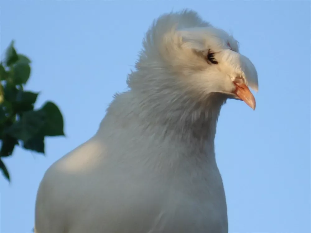 Natura