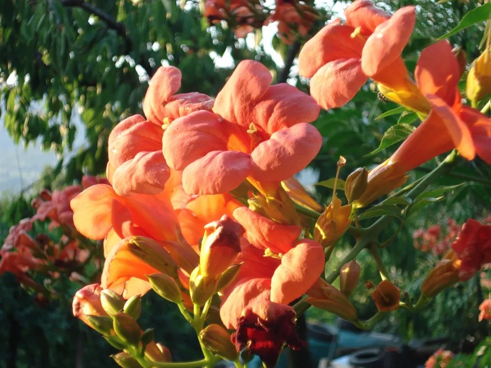 Natura
