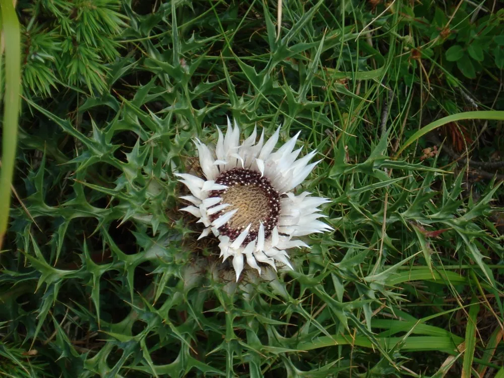 Natura