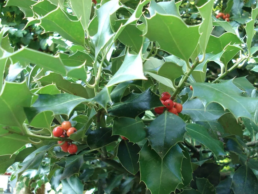 Natura