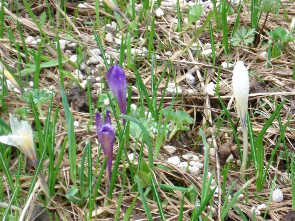 Natura
