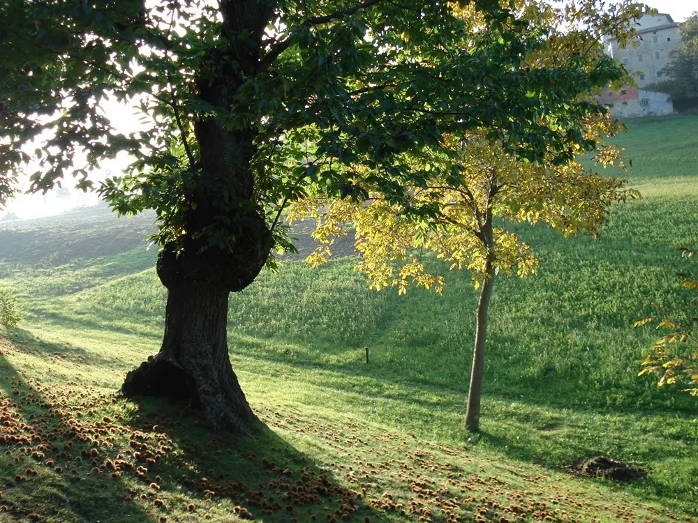Natura