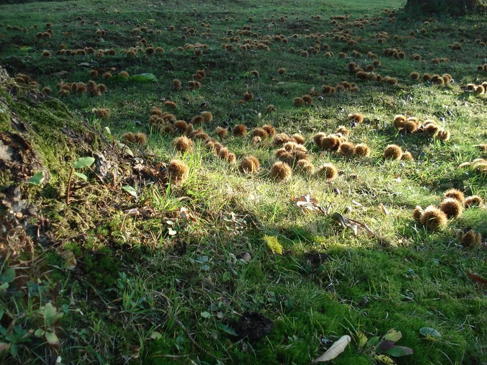 Natura
