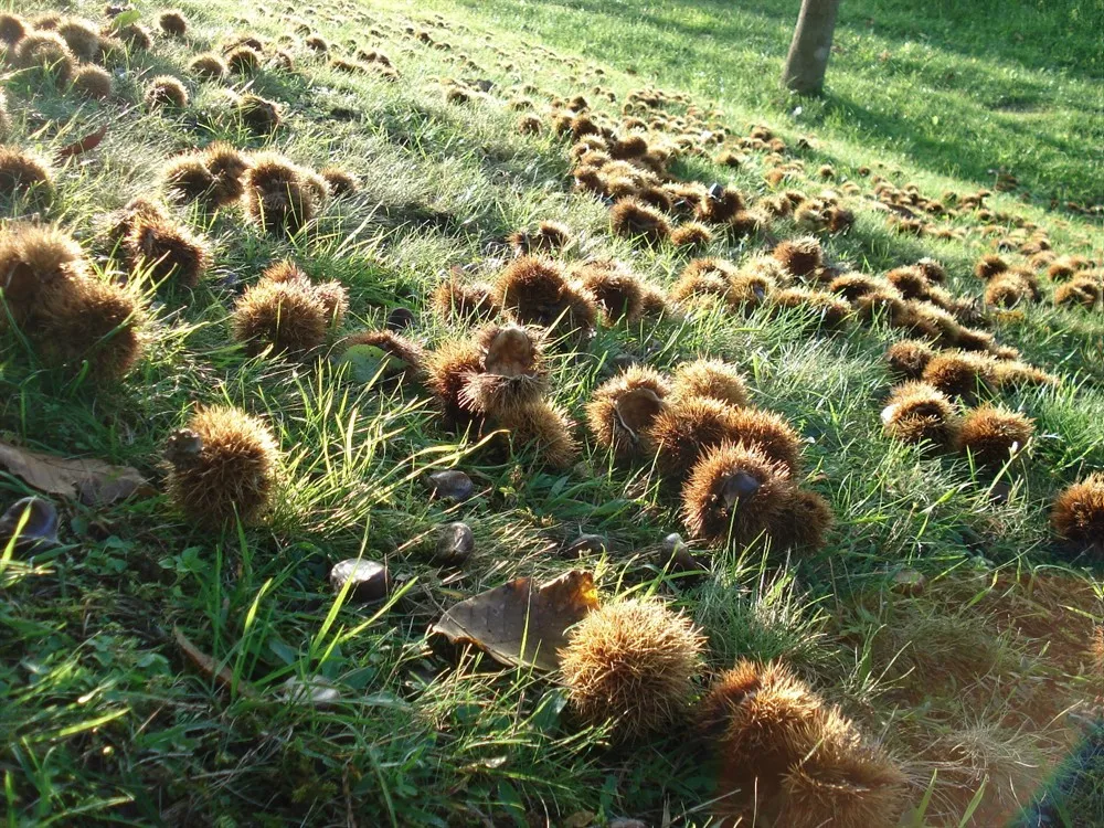 Natura