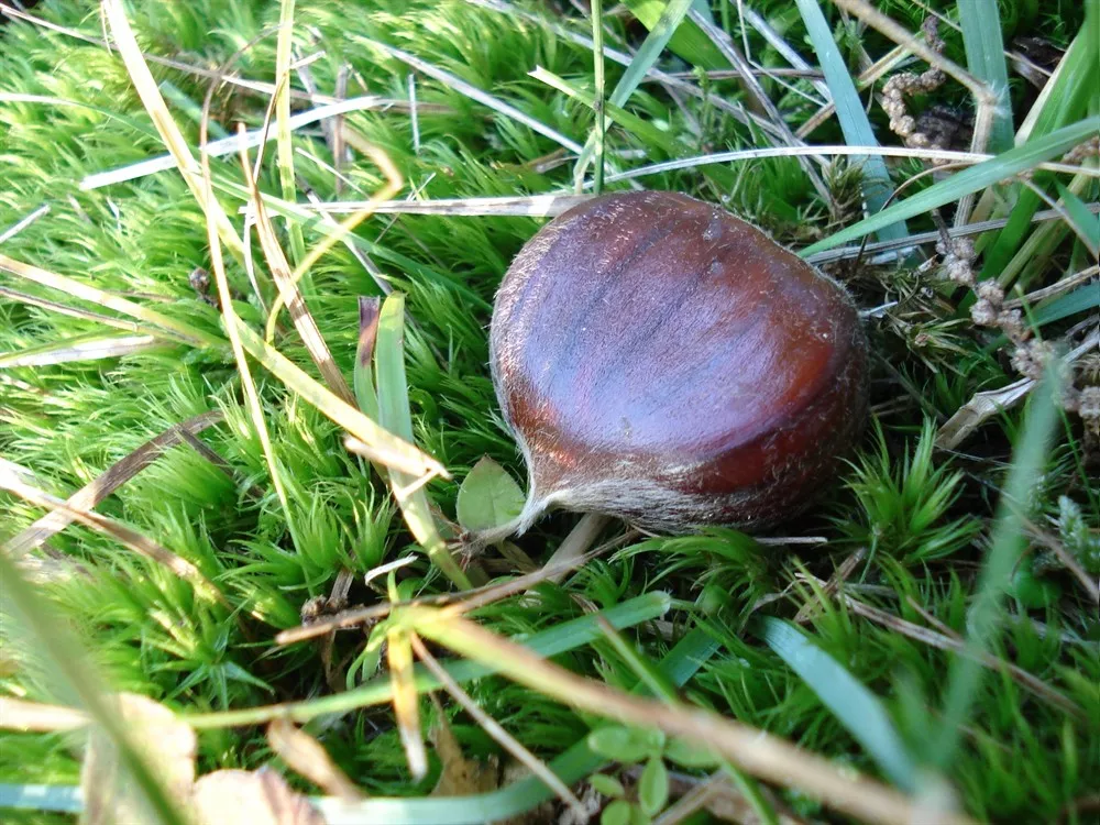 Natura