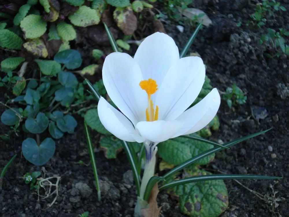 Natura
