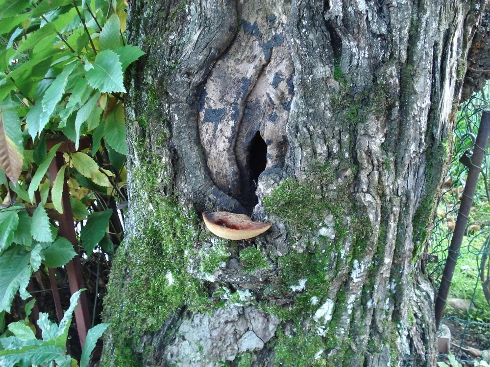 Natura