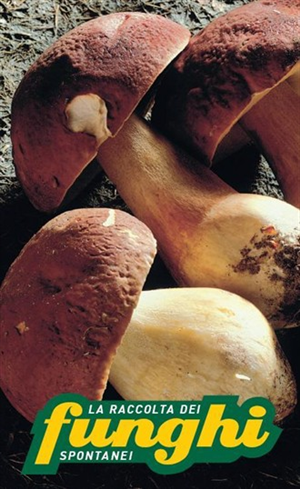 Raccolta funghi